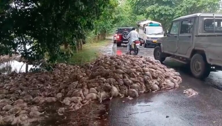 ਸੜਕ ’ਤੇ ਸੁੱਟੇ ਮਰੇ ਹੋਏ ਮੁਰਗੇ, ਹੋਵੇਗੀ ਕਾਰਵਾਈ: ਡਿਪਟੀ ਡਾਇਰੈਕਟਰ